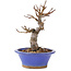 Malus, 15 cm, ± 12 years old