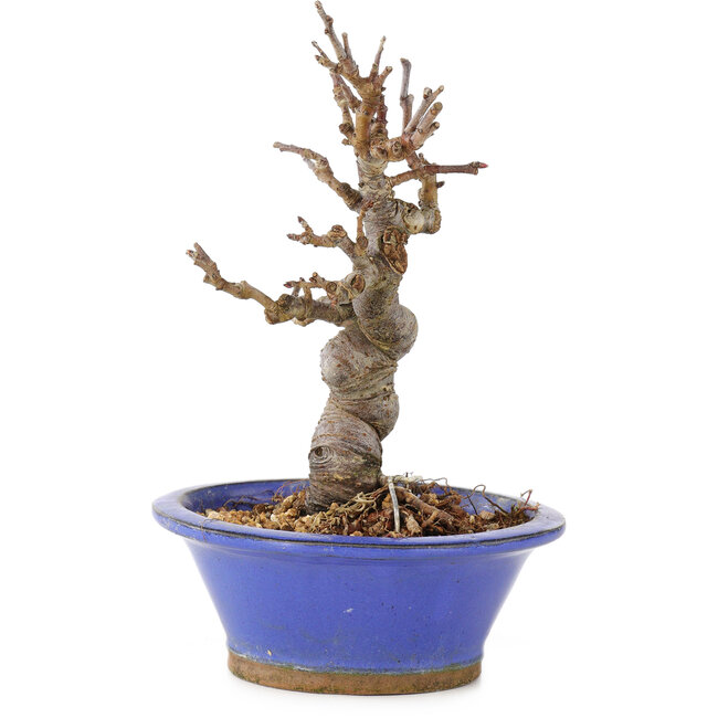 Malus, 15 cm, ± 12 years old