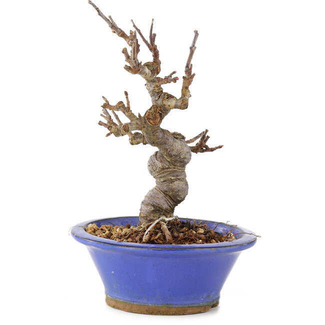 Malus, 15 cm, ± 12 años