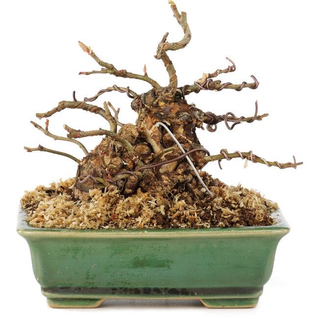 Chaenomeles speciosa Boke, 13 cm, ± 20 Jahre alt, mit einem dicken, kompakten Baumstamm und roten Blüten