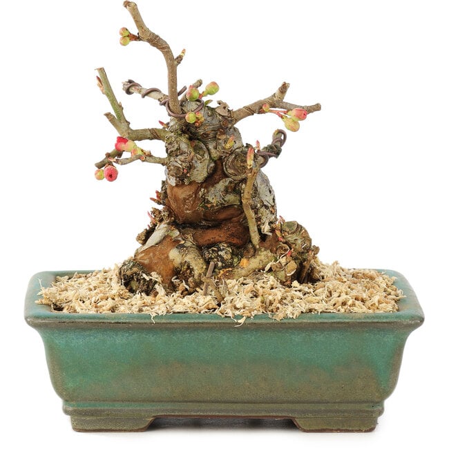 Chaenomeles speciosa Boke, 13 cm, ± 20 anni, con un tronco d'albero spesso e compatto e fiori rossi