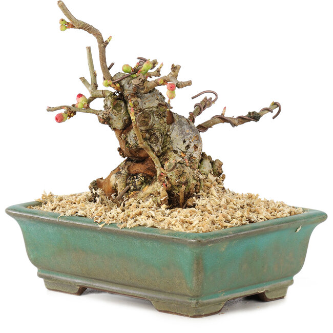 Chaenomeles speciosa Boke, 13 cm, ± 20 anni, con un tronco d'albero spesso e compatto e fiori rossi