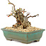 Chaenomeles speciosa Boke, 13 cm, ± 20 ans, avec un tronc d'arbre épais et compact et des fleurs rouges