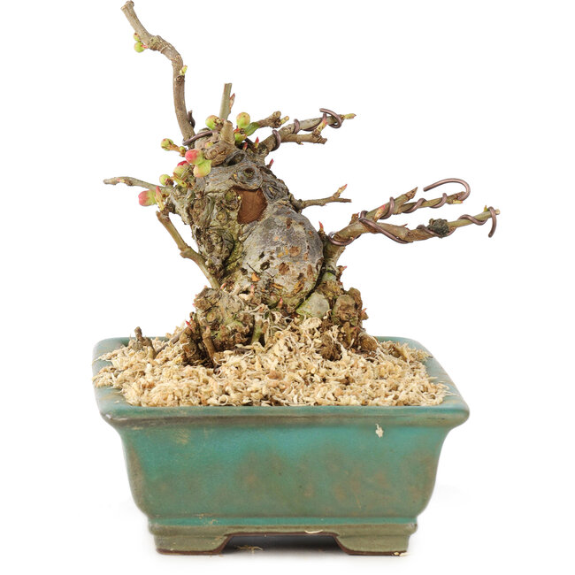 Chaenomeles speciosa Boke, 13 cm, ± 20 Jahre alt, mit einem dicken, kompakten Baumstamm und roten Blüten