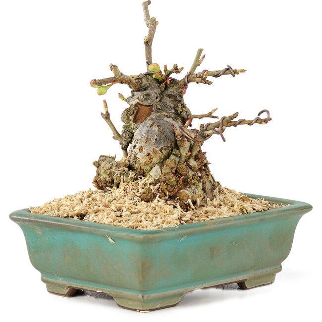 Chaenomeles speciosa Boke, 13 cm, ± 20 años, de tronco grueso y compacto y flores rojas