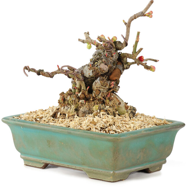 Chaenomeles speciosa Boke, 13 cm, ± 20 años, de tronco grueso y compacto y flores rojas