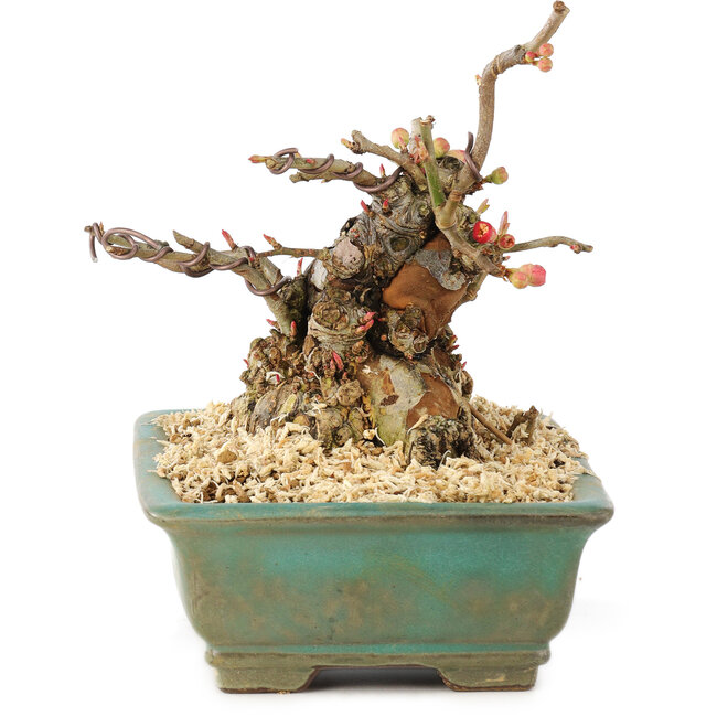 Chaenomeles speciosa Boke, 13 cm, ± 20 ans, avec un tronc d'arbre épais et compact et des fleurs rouges