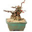 Chaenomeles speciosa Boke, 13 cm, ± 20 anni, con un tronco d'albero spesso e compatto e fiori rossi