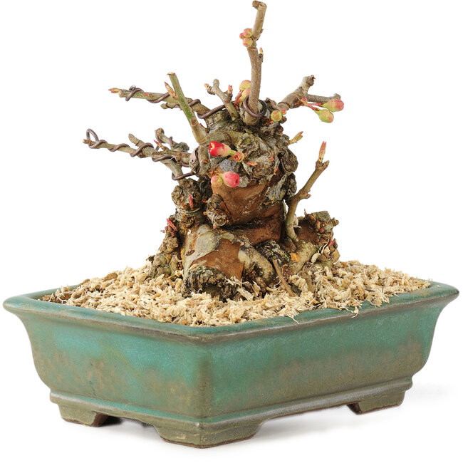 Chaenomeles speciosa Boke, 13 cm, ± 20 ans, avec un tronc d'arbre épais et compact et des fleurs rouges