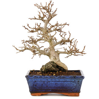 Carpinus coreana, 24 cm, ± 25 anni