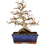 Carpinus coreana, 24 cm, ± 25 jaar oud