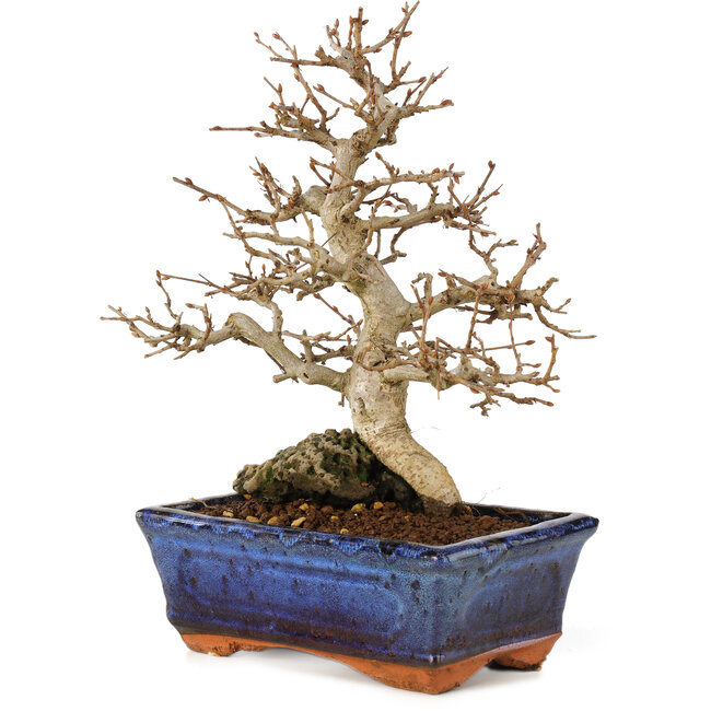 Carpinus coreana, 24 cm, ± 25 years old