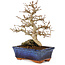 Carpinus coreana, 24 cm, ± 25 Jahre alt