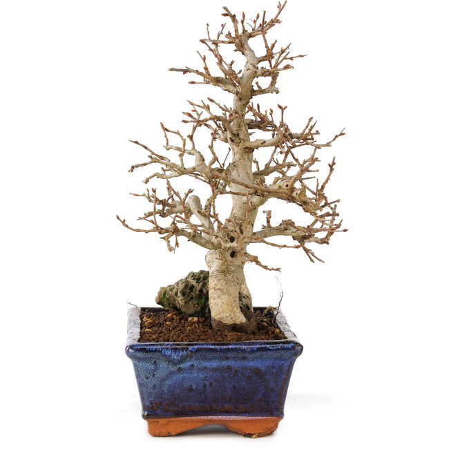 Carpinus coreana, 24 cm, ± 25 ans