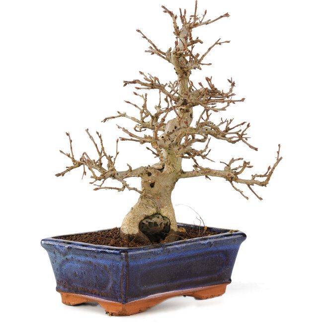 Carpinus coreana, 24 cm, ± 25 ans
