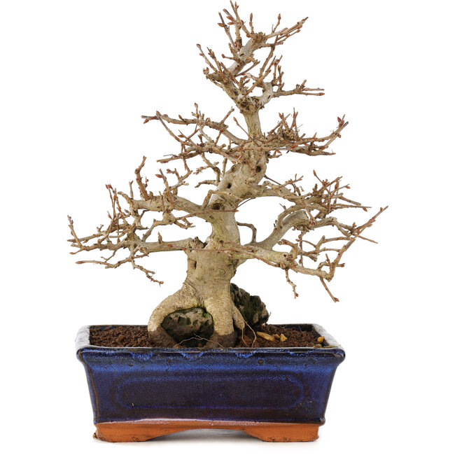 Carpinus coreana, 24 cm, ± 25 ans