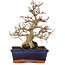 Carpinus coreana, 24 cm, ± 25 Jahre alt