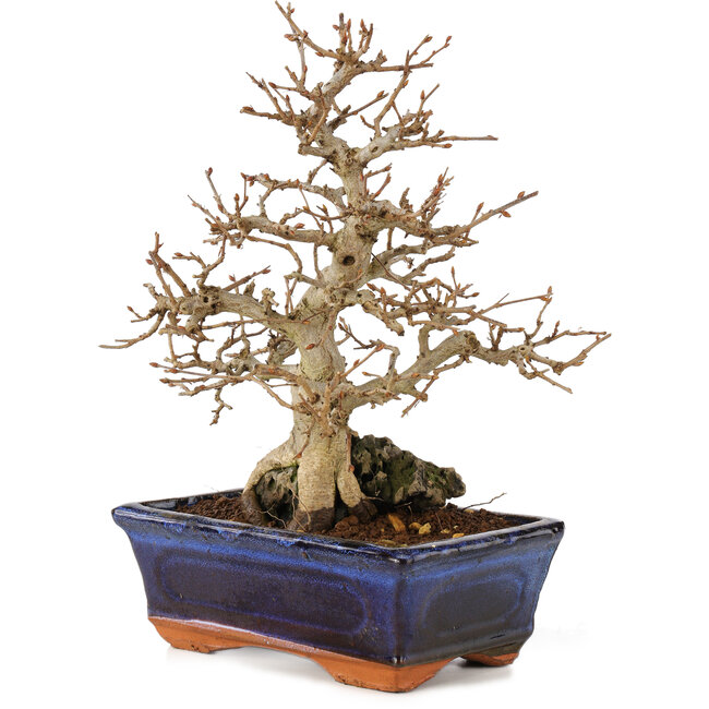 Carpinus coreana, 24 cm, ± 25 jaar oud