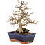 Carpinus coreana, 24 cm, ± 25 years old