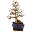 Carpinus coreana, 24 cm, ± 25 Jahre alt