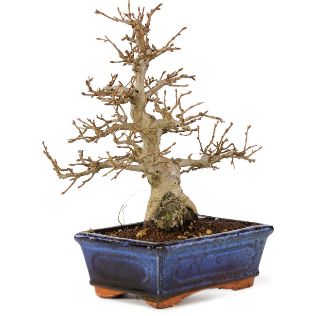Carpinus coreana, 24 cm, ± 25 anni