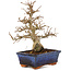 Carpinus coreana, 24 cm, ± 25 Jahre alt