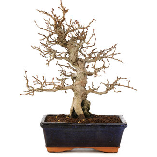 Carpinus coreana, 24 cm, ± 25 anni