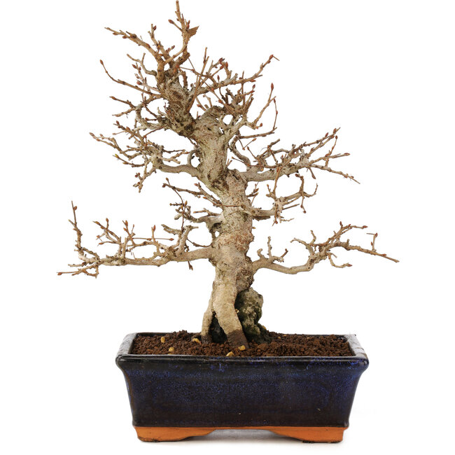 Carpinus coreana, 24 cm, ± 25 jaar oud