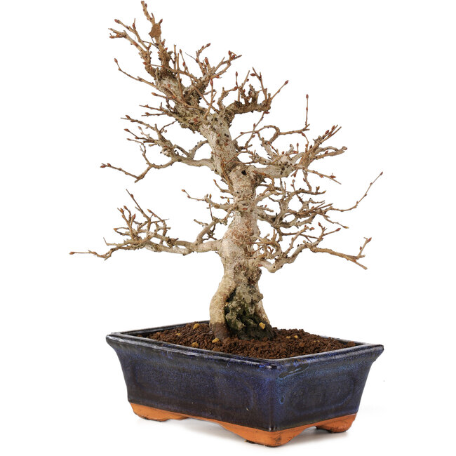 Carpinus coreana, 24 cm, ± 25 Jahre alt