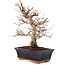 Carpinus coreana, 24 cm, ± 25 Jahre alt