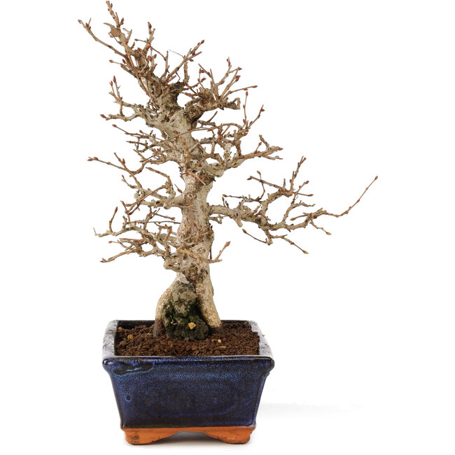 Carpinus coreana, 24 cm, ± 25 ans