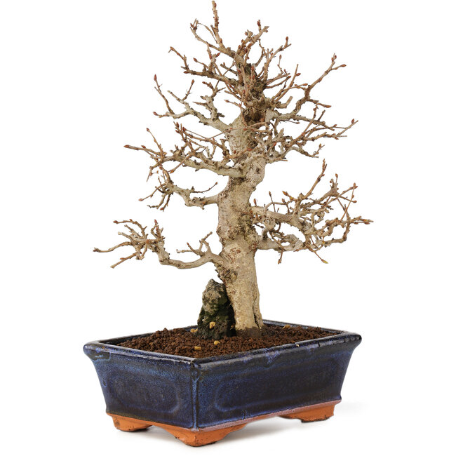 Carpinus coreana, 24 cm, ± 25 years old