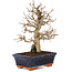 Carpinus coreana, 24 cm, ± 25 jaar oud