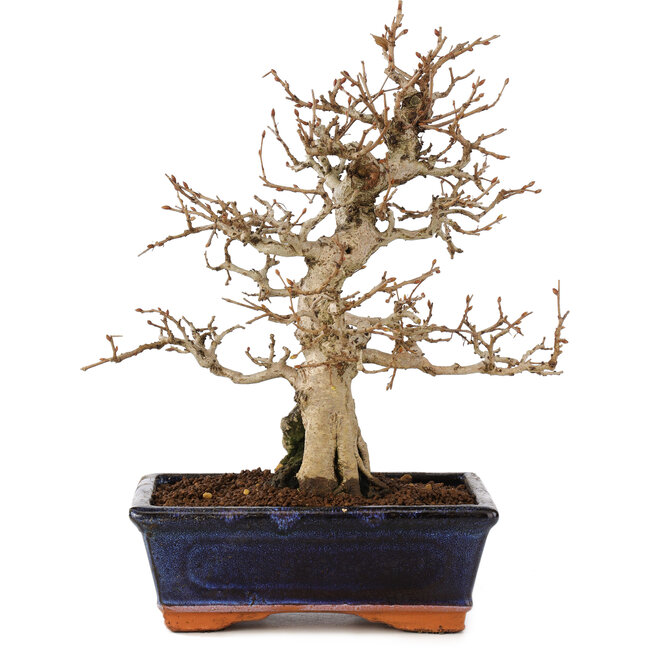 Carpinus coreana, 24 cm, ± 25 Jahre alt