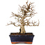 Carpinus coreana, 24 cm, ± 25 jaar oud