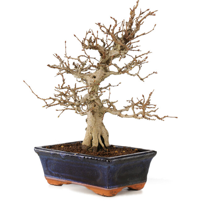 Carpinus coreana, 24 cm, ± 25 años