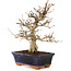 Carpinus coreana, 24 cm, ± 25 Jahre alt