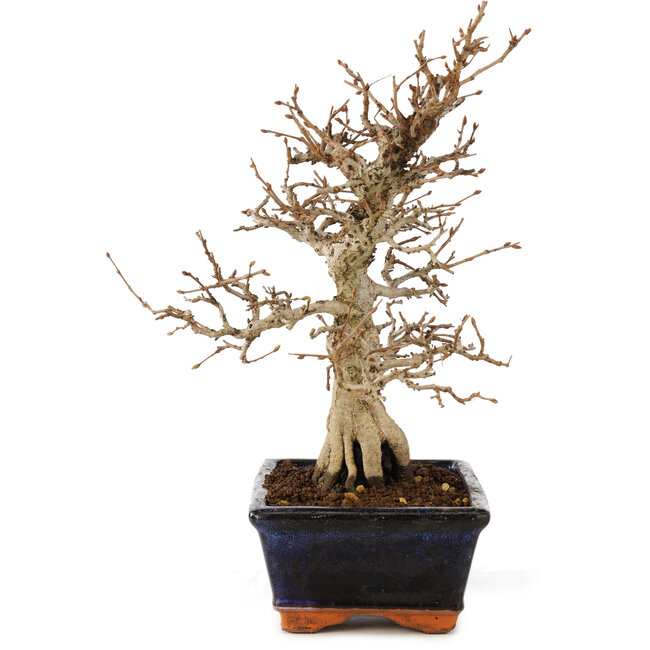 Carpinus coreana, 24 cm, ± 25 años