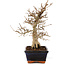 Carpinus coreana, 24 cm, ± 25 years old