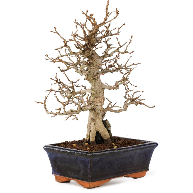Carpinus coreana, 24 cm, ± 25 years old