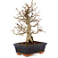 Carpinus coreana, 24 cm, ± 25 jaar oud