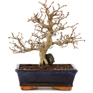 Carpinus coreana, 24 cm, ± 25 anni