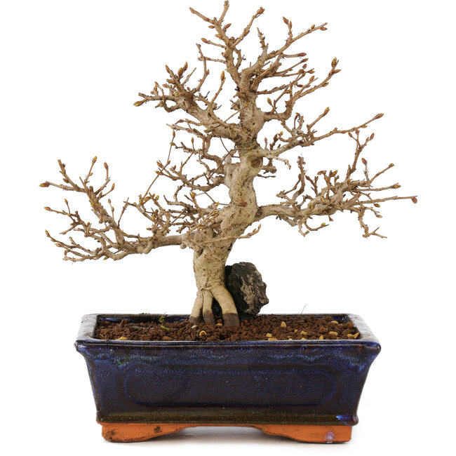 Carpinus coreana, 24 cm, ± 25 jaar oud