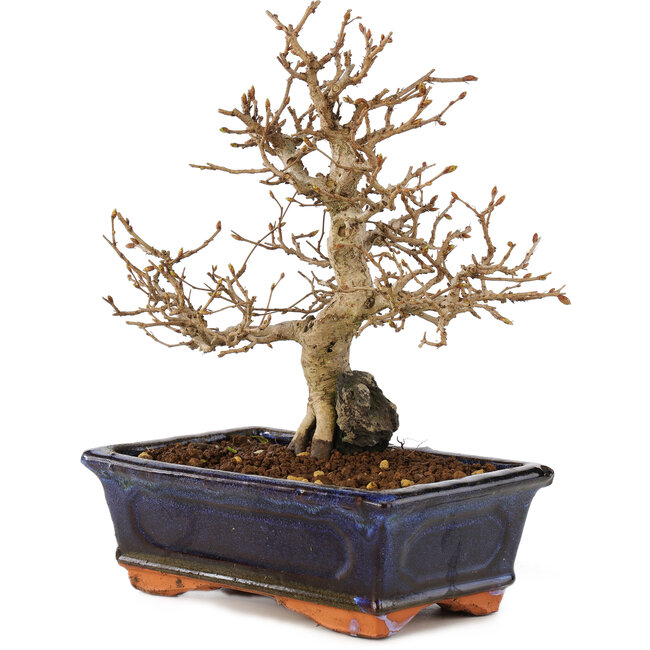 Carpinus coreana, 24 cm, ± 25 Jahre alt