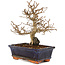 Carpinus coreana, 24 cm, ± 25 Jahre alt