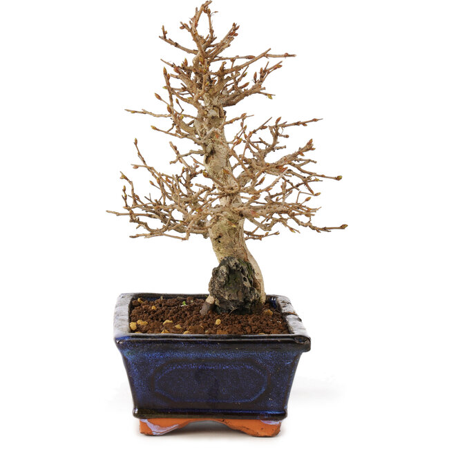 Carpinus coreana, 24 cm, ± 25 anni
