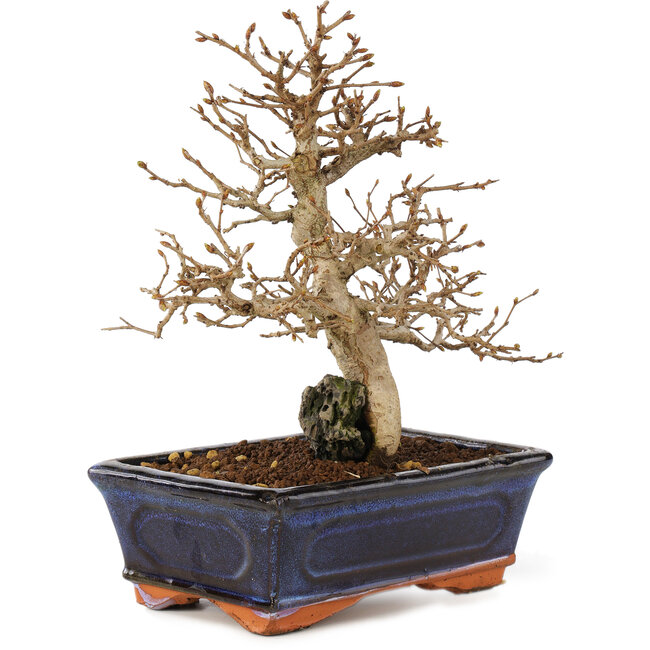 Carpinus coreana, 24 cm, ± 25 years old