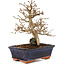 Carpinus coreana, 24 cm, ± 25 Jahre alt