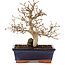 Carpinus coreana, 24 cm, ± 25 years old