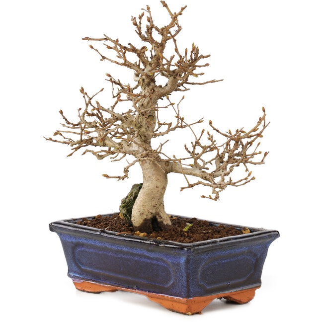 Carpinus coreana, 24 cm, ± 25 años